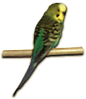 Clover the Budgie
