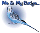 Me & My Budgie - Listing of Budgie Breeders