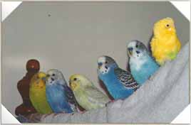 A lineup of Budgies