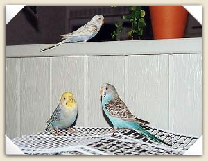 a budgie bunch!