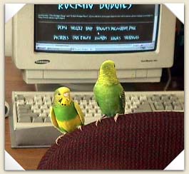 Surfing the Budgie Websites
