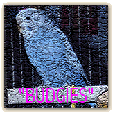 Welcome to Violets Budgie Page